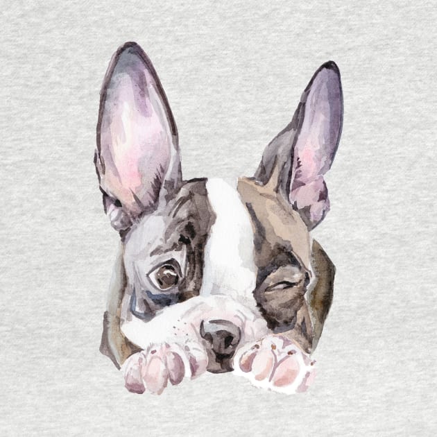 Boston Terrier Puppy by wanderinglaur